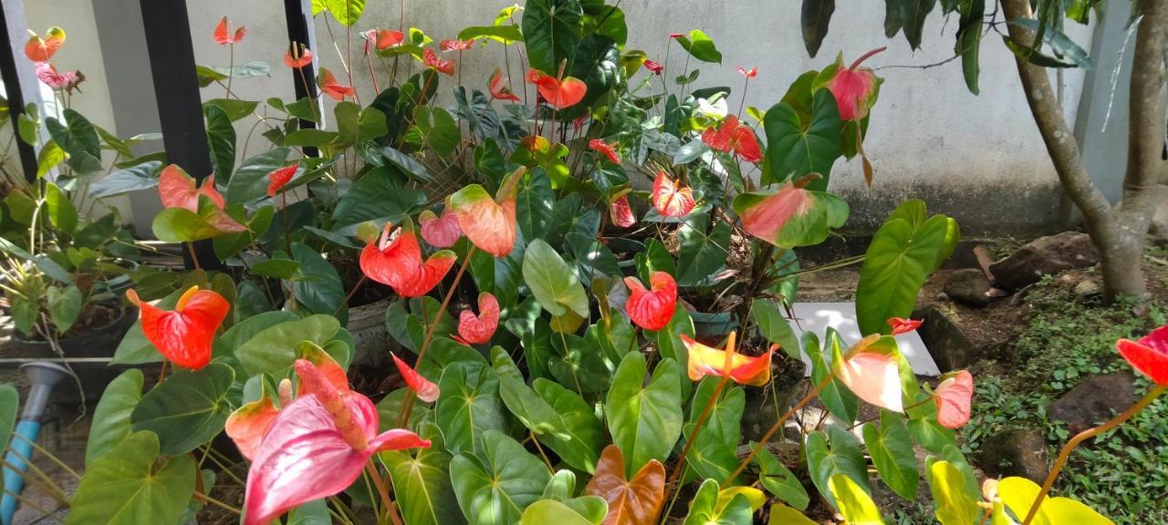 Healand Holiday Bungalow And Restaurant 데니야야 외부 사진