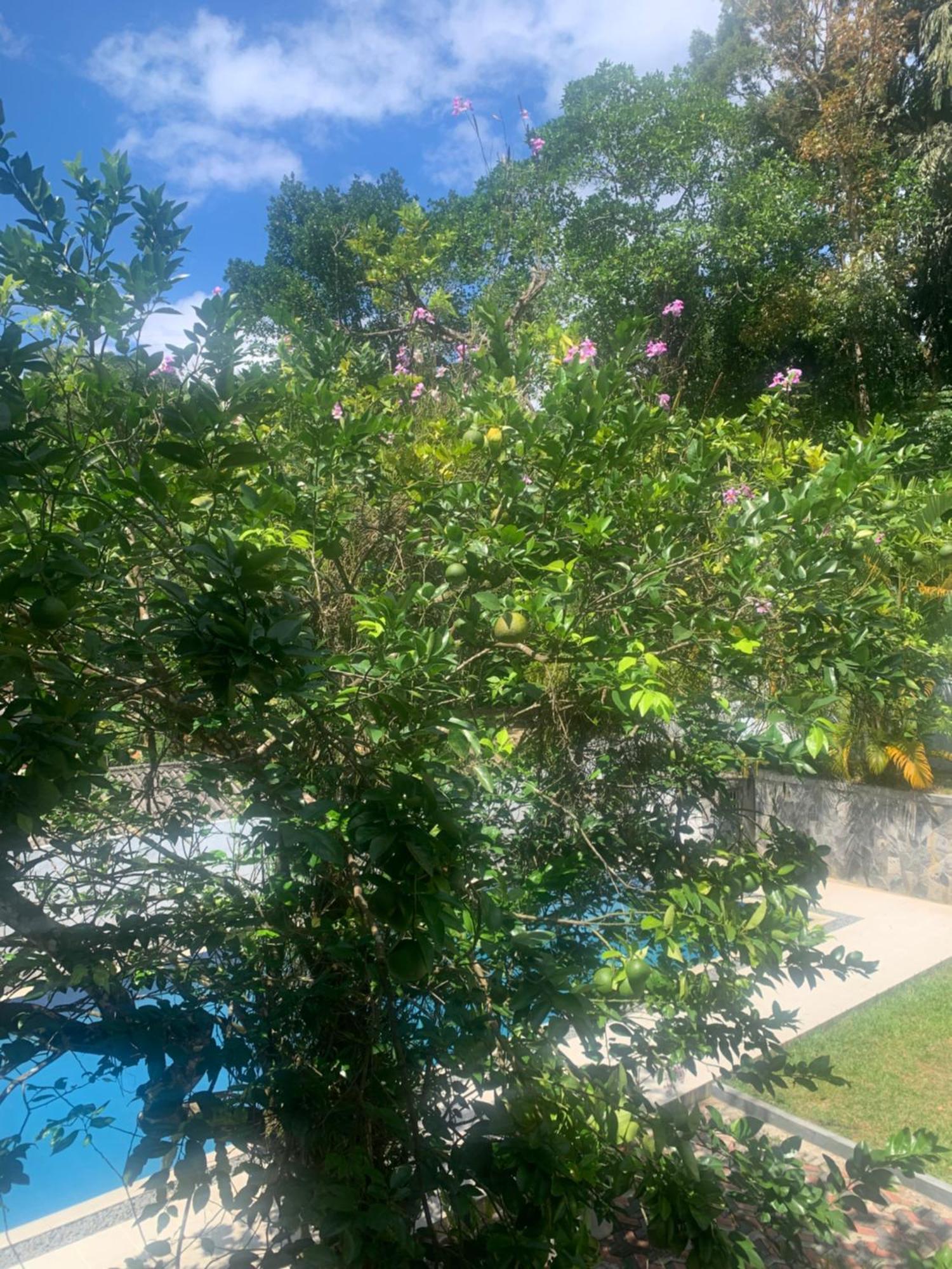 Healand Holiday Bungalow And Restaurant 데니야야 외부 사진
